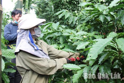 Xây dựng phương án huy động lực lượng thu hoạch cà phê đảm bảo an toàn phòng, chống dịch COVID-19
