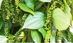 Giá tiêu hôm nay 29/10: Cán mốc 90 triệu đồng/tấn