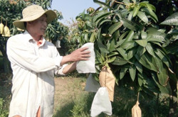 Bao quả từ trên cây - biện pháp nâng cao chất lượng quả