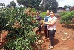 Những phụ nữ Cư A Mung năng động trong phát triển kinh tế