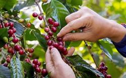 Giá cà phê hôm nay 29/10: Tiếp tục đà giảm nhẹ