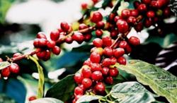 Giá cà phê hôm nay 30/10: Tăng mạnh 500 - 600 đ/kg