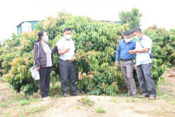 Để cây vải trở thành cây trồng thế mạnh ở Đắk Lắk