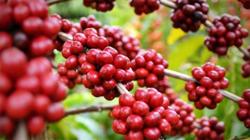 Giá cà phê hôm nay 4/10: Cà phê Robusta có thể tăng?