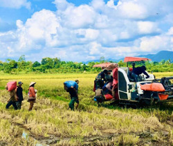 Hỗ trợ thu hoạch 30 ha lúa cho người dân bị ảnh hưởng bởi COVID-19