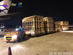 Đưa 1.225 con nái cụ kỵ, ông bà về Tổ hợp nông nghiệp ứng dụng công nghệ cao DHN Đắk Lắk