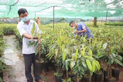 Gỡ khó tiêu thụ nông sản cho kinh tế hợp tác