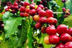 Giá cà phê hôm nay 6/10: Tiếp tục giảm 400 - 600 đồng/kg