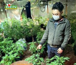 Phát hiện 159 cây cần sa trồng trong nhà