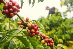 Giá cà phê hôm nay 7/10: Quay đầu tăng nhẹ
