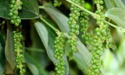 Giá tiêu hôm nay 7/10: Tăng mạnh 500 - 1.000 đồng