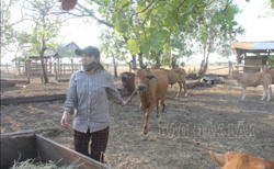 Huyện vùng biên tìm hướng đi mới trong chăn nuôi