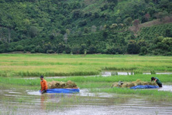 Các địa phương chủ động triển khai ứng phó với bão, mưa lũ