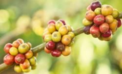 Giá cà phê hôm nay 9/10: Cà phê Arabica tiếp tục tăng