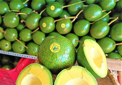 Để cây bơ thoát "vòng luẩn quẩn"