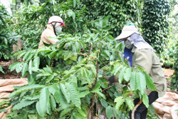 Niên vụ cà phê 2021 - 2022: Giải pháp nào cho nhân công thu hoạch trong đại dịch?