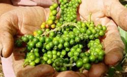 Giá tiêu hôm nay 1/11: Đà tăng vẫn còn trong tháng 11/2021?