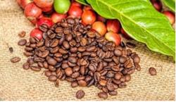 Giá cà phê hôm nay 1/11: Không có biến động mới