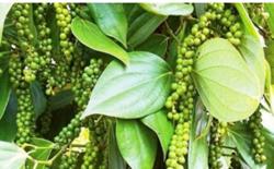 Giá tiêu hôm nay 10/11: Cao nhất ở mức 87.500 đ/kg