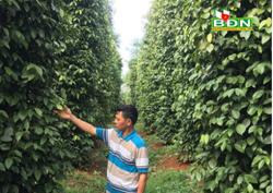 Trồng tiêu không cần tưới nước, mỗi năm thu 5 tỷ đồng