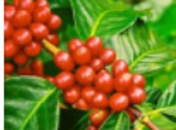 Giá cà phê hôm nay 10/11: Bất ngờ tăng nóng