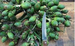 Khởi tố, tạm giam 4 thanh niên chuyên trộm… cau