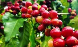 Giá cà phê hôm nay 11/11: Giảm nhẹ 200 - 300 đ/kg