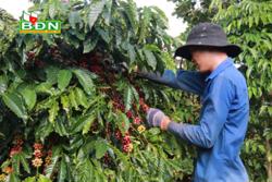 Giá cà phê tăng, nông dân tranh thủ thu hoạch sớm