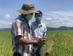 Huyện Lắk chủ động phòng, trừ sâu bệnh hại lúa