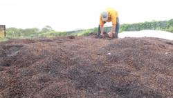 Kinh tế tuần hoàn từ vỏ cà phê