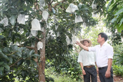 Thị xã Buôn Hồ phát triển cây ăn trái theo hướng bền vững