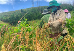 Theo những mùa lúa rẫy