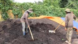 Áp dụng quy trình chuẩn sản xuất phân hữu cơ từ vỏ cà phê