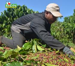 Giá công hái cà phê tăng nhưng khó tìm người