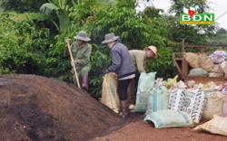 Cách phòng trừ sâu bệnh cà phê hiệu quả