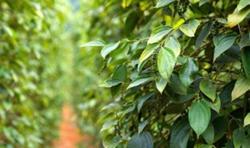 Giá tiêu hôm nay 16/11: Tiếp tục đi ngang