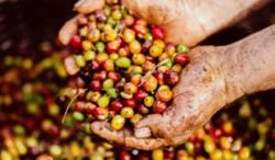Giá cà phê hôm nay 17/11: Tiếp tục phiên giảm giá