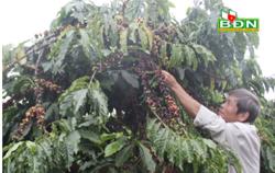 Tập trung thu hoạch cà phê trong điều kiện dịch Covid-19