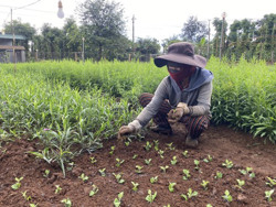 Thị trấn Ea Pốk (huyện Cư M’gar): Nhà vườn chuẩn bị vụ hoa tết