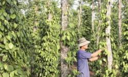 Giá tiêu hôm nay 17/11: Phiên thứ 3 chững giá