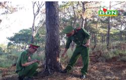 Xử lý nhiều đối tượng phá hoại rừng thông
