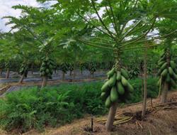 Để nông nghiệp hữu cơ tương xứng với tiềm năng