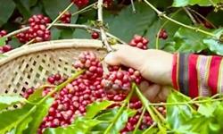 Giá cà phê hôm nay 18/11: Quay đầu tăng nhẹ