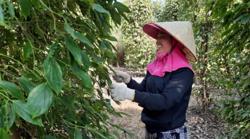 Xuất khẩu tiêu dự báo đạt 1 tỷ USD