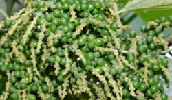 Giá tiêu hôm nay 18/11: Hồ tiêu Gia Lai giảm nhẹ