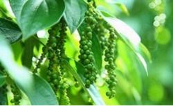 Giá tiêu hôm nay 19/11: Thị trường giảm nhẹ vài nơi