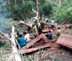 Công an huyện Buôn Đôn: Khởi tố 3 đối tượng khai thác trái phép gỗ tại Vườn Quốc gia Yok Đôn