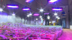 Truy nã đối tượng cầm đầu đường dây trồng, mua bán cần sa lớn nhất Đắk Lắk