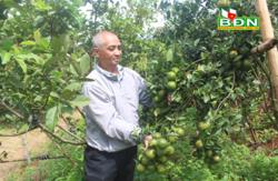 Thu 2 tỷ đồng từ vườn cây ăn quả