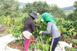 Niên vụ cà phê 2021 - 2022: Giải pháp nào cho nhân công thu hoạch trong đại dịch? (Kỳ 2)